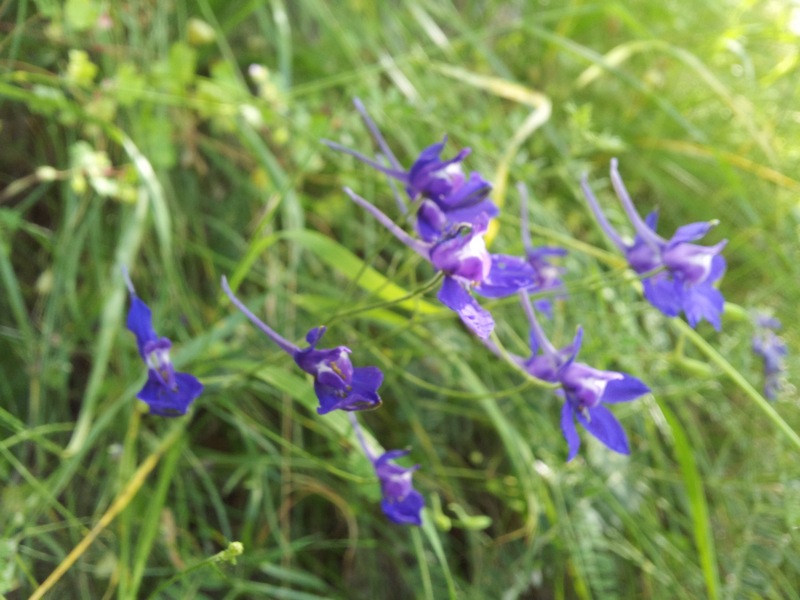 pianta da determinare - Delphinium o Consolida?